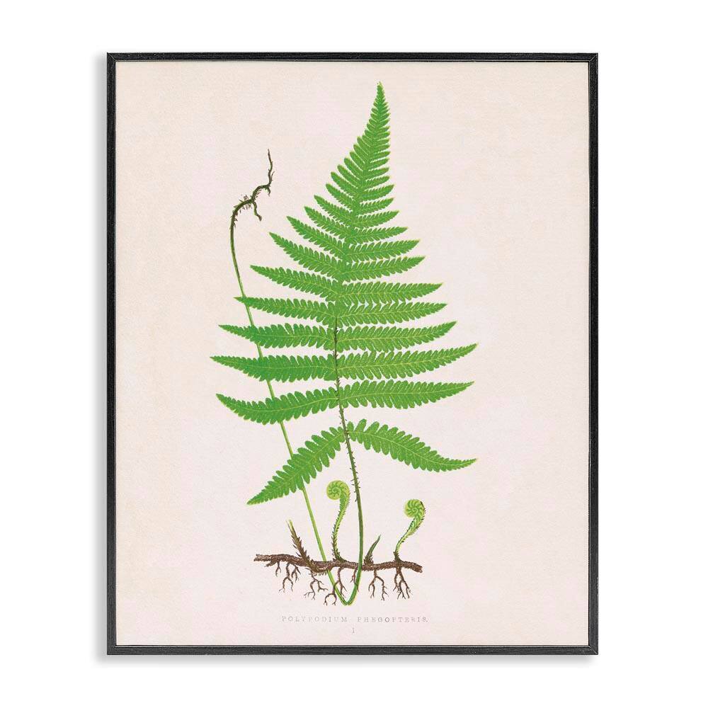 Curled Budding Fern Sprigs by Phillipa Katz Black Framed Nature Giclee Art Print 14 in. x 11 in. price history on PriceWatchPro