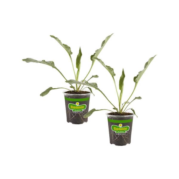 Bonnie Plants 19 oz. Purple Coneflower Herb Plant (2-Pack)