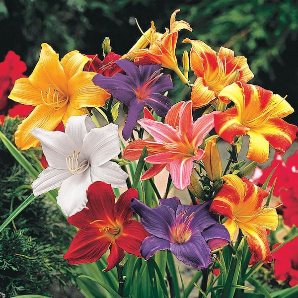 Spring Hill Nurseries Reblooming Daylily Mixture (Hemerocallis), Live Bareroot Perennial Plant, Multi-Color Flowers (5-Pack)