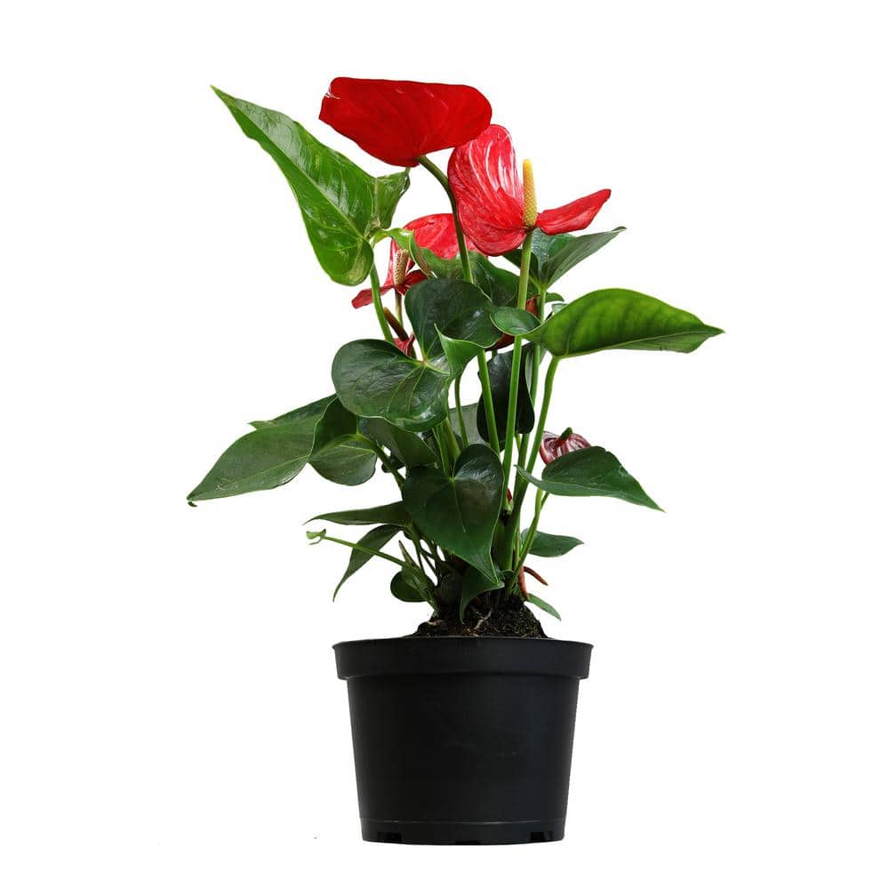 ALTMAN PLANTS 6 in. Red Anthurium Live House Plant in Grower Pot 0881524 The Home Depot