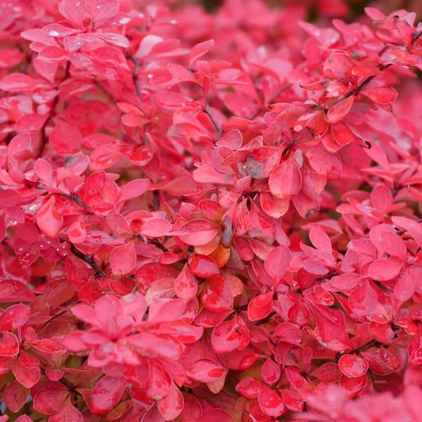 PROVEN WINNERS 1 gal. Sunjoy Fast Neo Barberry (Berberis