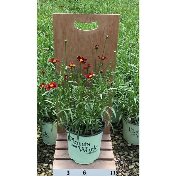 Plants That Work Coreopsis x Lil Bang Red Elf (Live Plant)