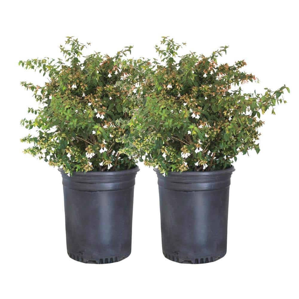 Alder & Oak #5 Container Edward Goucher Abelia Shrub (2-Pack) ABED05 ...