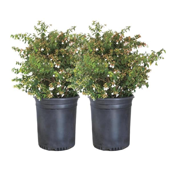 Alder And Oak 5 Container Edward Goucher Abelia Shrub 2 Pack Abed05 The Home Depot 9502