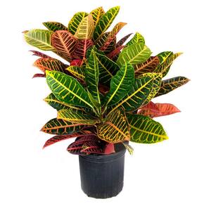 2 Gal. Croton Live Indoor House Plant in 10 in. Nursery Pot