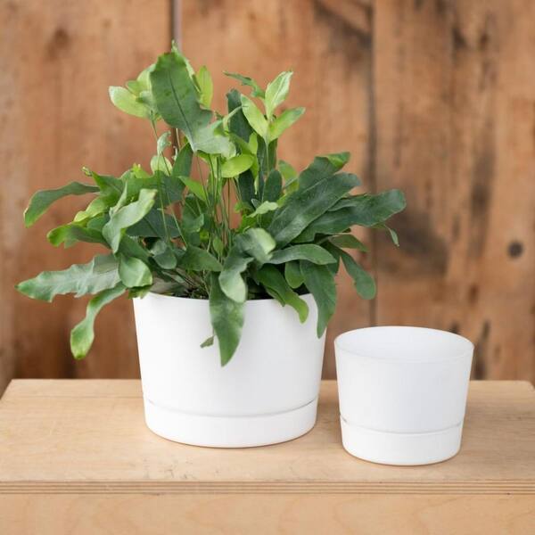 Large Matte White Plastic Indoor/Outdoor Planter (10.5 in. W x 8.5
