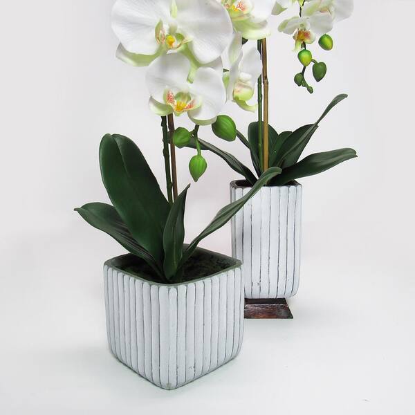 Orchidée 'Pretoria' – Phalaenopsis - H.50/60cm – pot de 12 – cache pot blanc