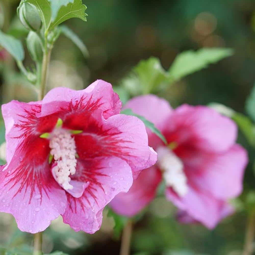 2 Gallon Red Pillar Hibiscus with Dark Pink Flowers