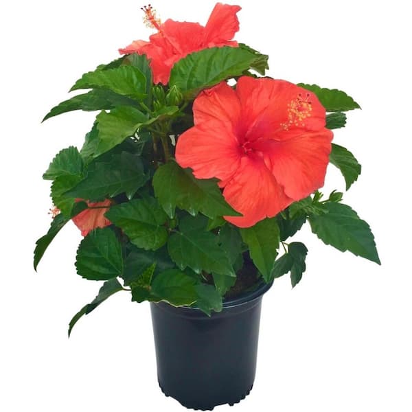 NATURE'S WAY FARMS 2.5 qt. Hibiscus Plant with Red Flowers in Growers Pot