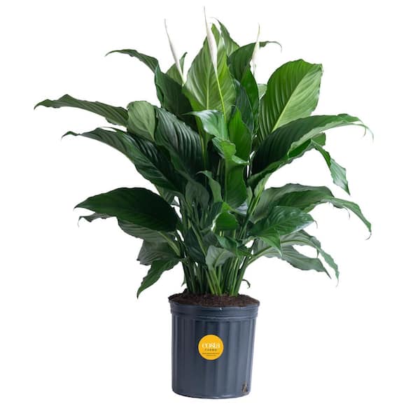 Costa Farms Spathiphyllum Sweet Pablo Indoor Peace Lily in 9.25 in. Grower Pot, Avg. Shipping Height 2-3 ft. Tall
