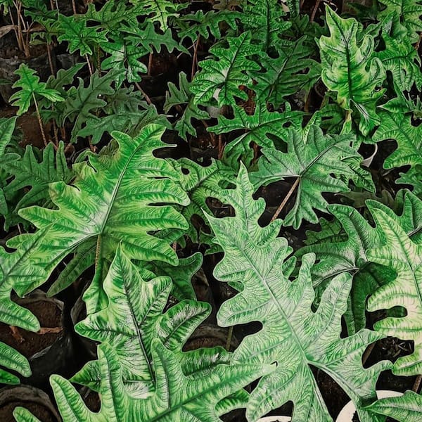 Alocasia Jacklyn-4 Live Starter Plants in 2 in. Grower's Pots-Alocasia Sulawesi-Velvety Textured Exotic Tropical
