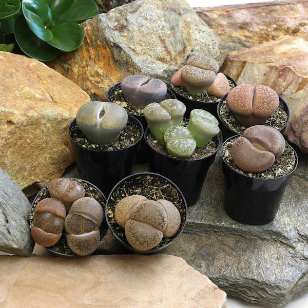 Altman Plants Living Stones Pet-safe Succulents 8-pack (Lithops) in 2.5 in. Grower Pots