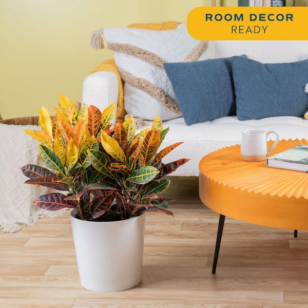 Croton Petra Indoor Plant in 8.75 Decor Planter, Avg. Shipping Height 2-3 ft. Tall