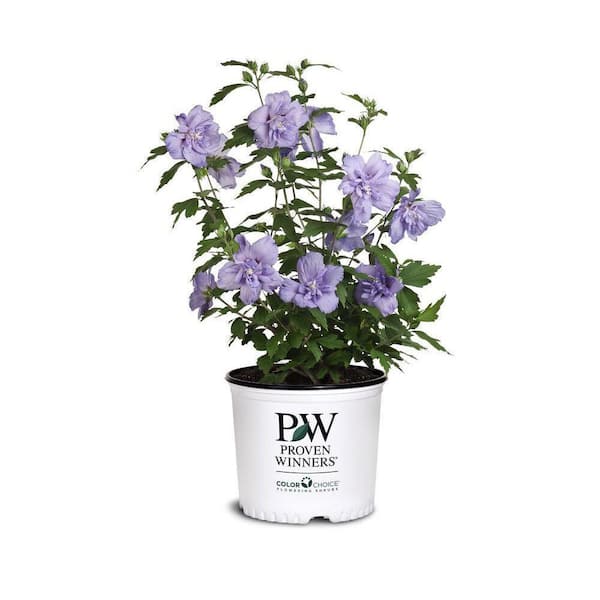 PROVEN WINNERS 5 Gal. Blue Chiffon Rose of Sharon (Hibiscus) Plant with Blue Flowers