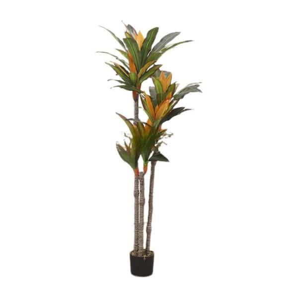 where can i buy a money tree plant Money Tree Plant - 6 Inch Decor Pot