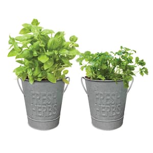 Herb Garden Kit with Aged Zinc Metal Planter (Basil and Cilantro) (2-Pack)