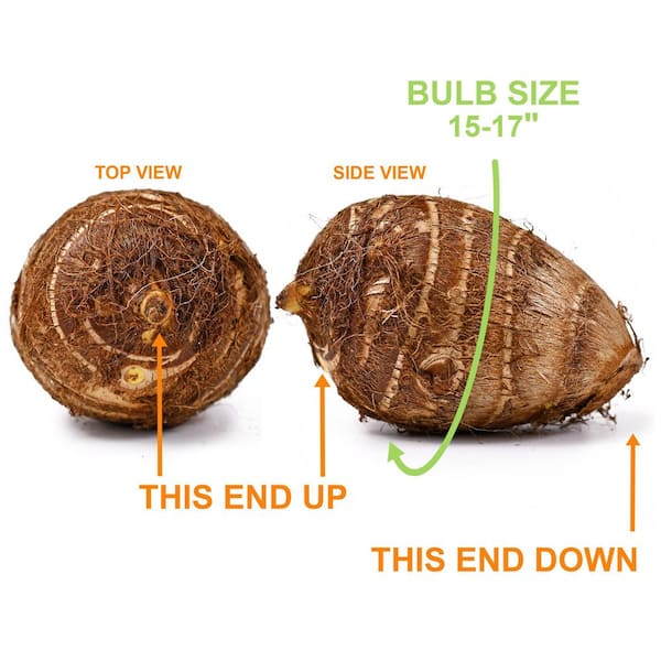 Garden State Bulb 15/17 in. Giant Mammoth Elephant Ear Bulbs (Bag of 1)  ECS-01-01-01 - The Home Depot