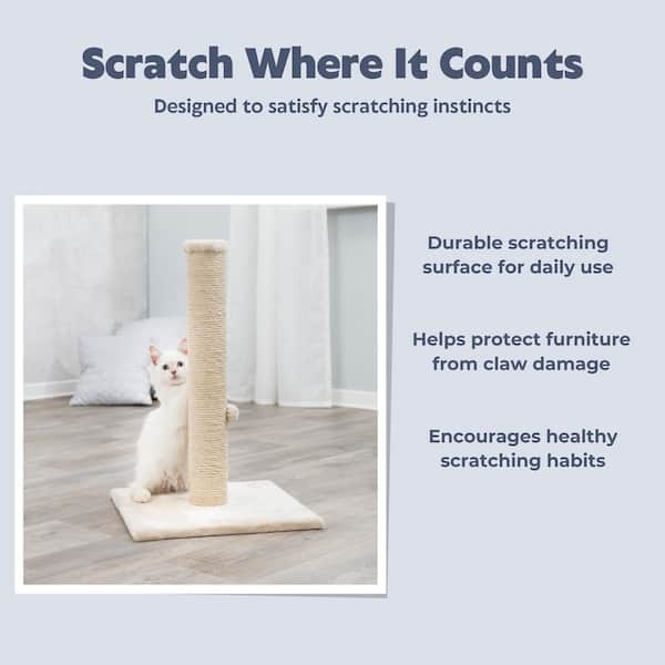 best cat bowls for water LE TAUCI Cat Food Bowl Ceramic, 8 Oz Small Cat Food Dishes for Indoor –  LETAUCI main image 0