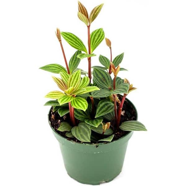 Wekiva Foliage Peperomia Puteolata-Live Plant in a 4 Inch Growers Pot-Peperomia Parallel-Rare and Elegant Indoor Houseplant