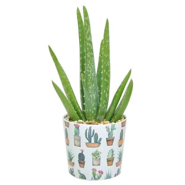 Costa Farms 4-in. Aloe Vera Plant in Printed Cactus Ceramic