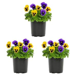 2 Qt. Pansy Yellow and Purple Blotch Mix Annual Plant (3-Pack)