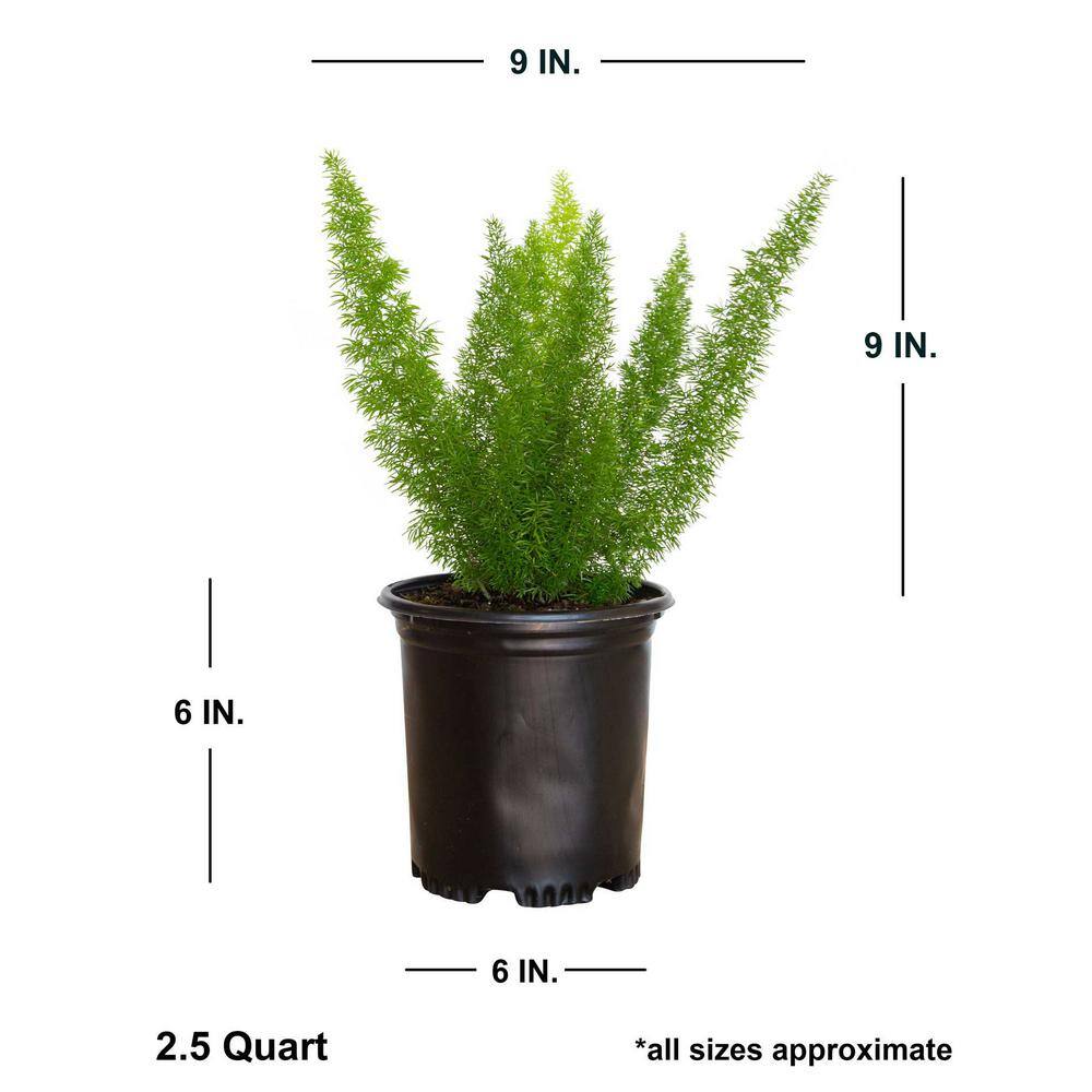 2.5 Quart Foxtail Fern in Black Plastic Pot