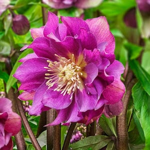 3 in. Pot Winter Plum Double Lenten Rose (Helleborus) Live Potted Perennial Plant Purple Flowers (1-Pack)