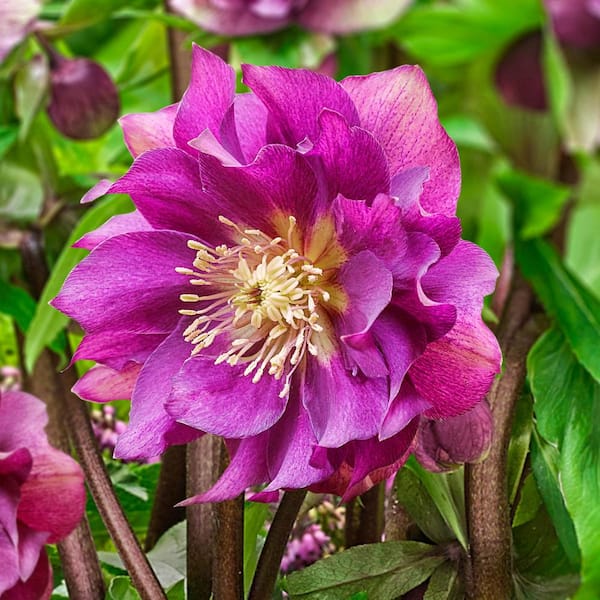 Spring Hill Nurseries 3 in. Pot Winter Plum Double Lenten Rose (Helleborus) Live Potted Perennial Plant Purple Flowers (1-Pack)