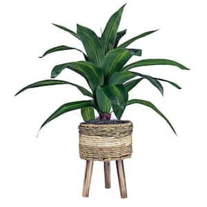 24 in. Artificial Dracaena in Tri-Color Basket Stand