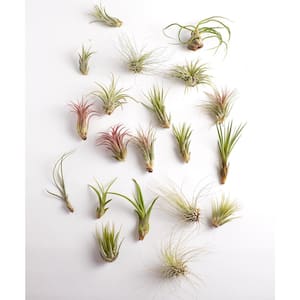 Assorted Air Plant (20-Pack)