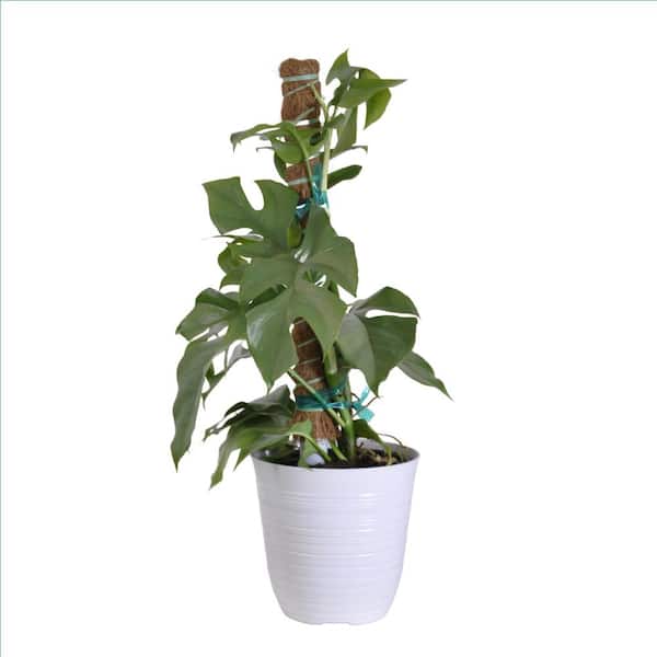 Philodendron Mini Monstera Ginny in 6 inch White Decor Pot