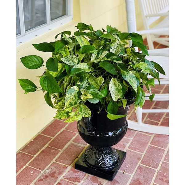 2 Gal. Golden Pothos Plant in 12 In. Hanging Basket