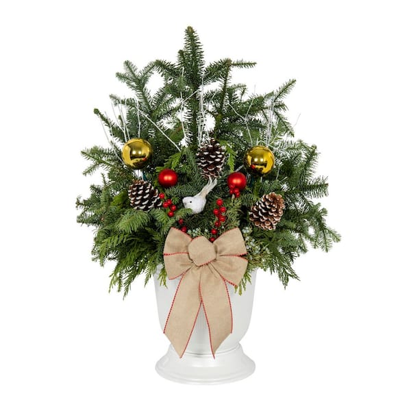3 Gal. 12 In. Traditional Gold Holiday Greenery Arrangement in Decorative Urn with Mixed Cut Greens Live Plant