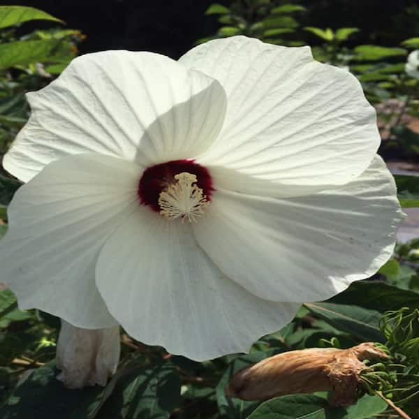 Unbranded Givhandys 4 in. Potted Swamp Mallow Aquatic Bog/Marginal Pond Plant