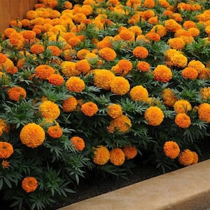 1.38 Pt. Marigold Plant Orange Flower in 4.5 in. Grower's Pot (4-Plants)