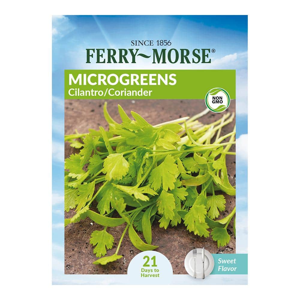 Ferry-Morse Cilantro Coriander Micro-greens Herb Seeds 7338 - The