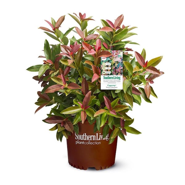 SOUTHERN LIVING 2 Gal. Copper Top Viburnum Shrub with Red to Green Foliage