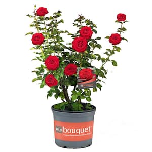 2 Gal. Forever Yours Rose with Red Flowers