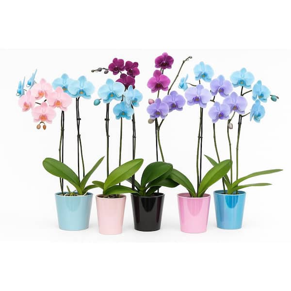 6 in. Exotic Gem Orchid Plant in Ceramic Vase Gem/moon orchid
