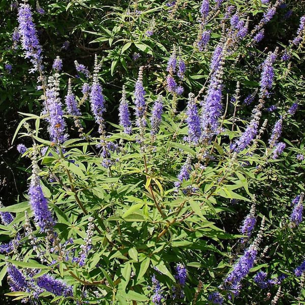 ALTMAN PLANTS 2 Gal. Smart Planet Vitex Shrub Plant