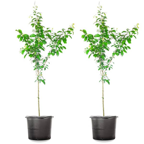 Unbranded 5 Gal. Methly Plum (2-Pack)