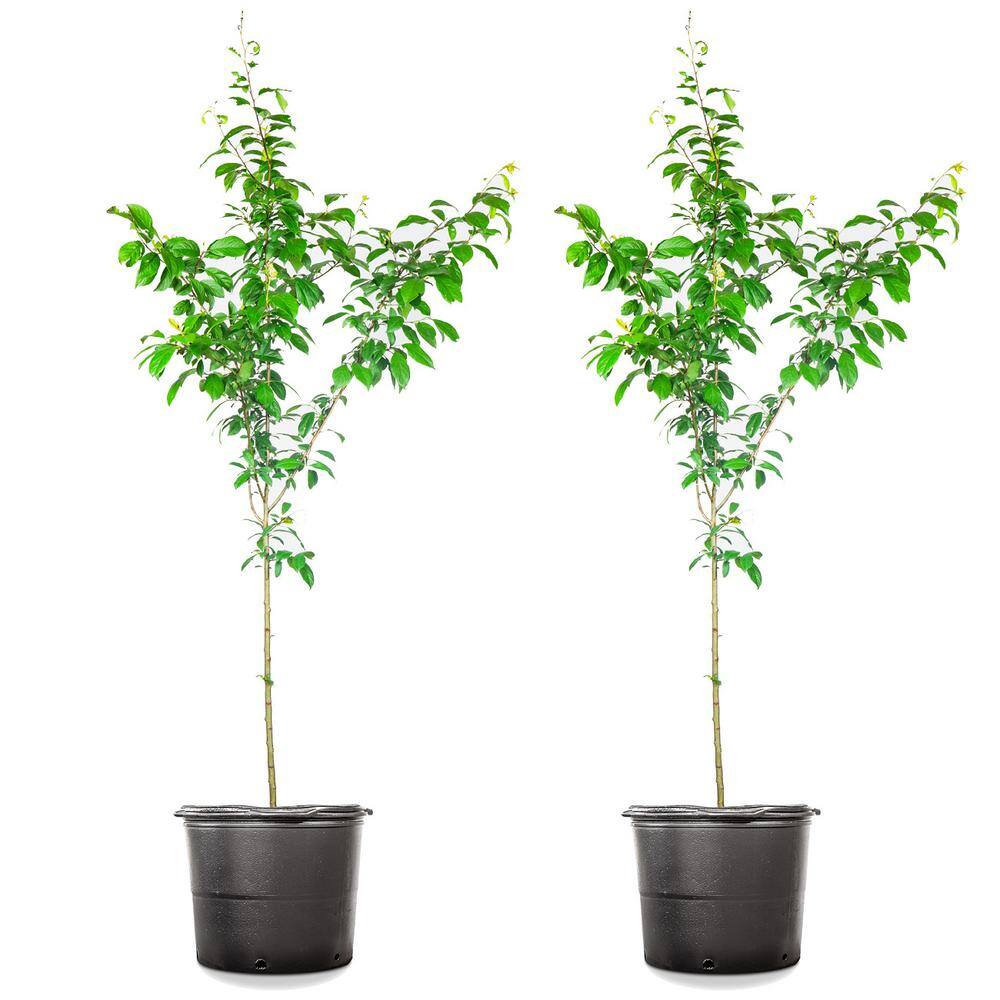 5 Gal. Methly Plum (2-Pack)