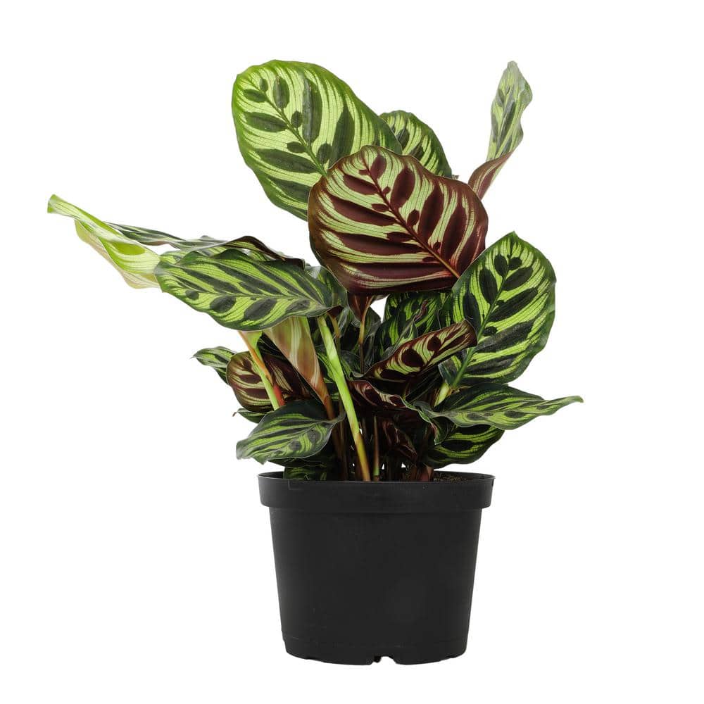 Calathea Makoyana Indoor Air-Purifying Plant in Black Plastic Pot