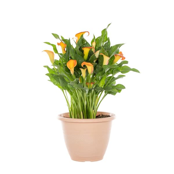 1.75 Gal. Deco Pot Calla Lily 'Captain Brunello' Orange Perennial Plant