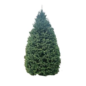 7 ft. Fresh Cut Balsam Fir Live Christmas Tree