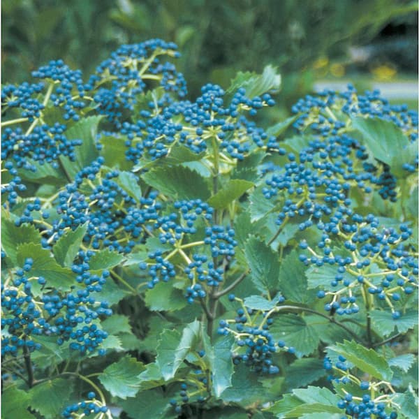2 Gal. Blue Muffin Viburnum Live Flowering Shrub with White Flowers and Blue Berries
