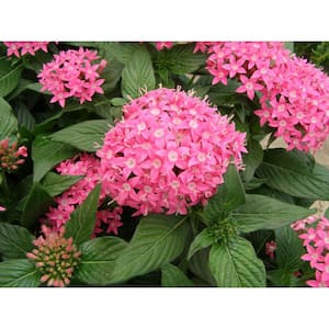 1.38 Pt. Penta Plant Pink Flowers in 4.5 In. Grower's Pot (4-Plants)