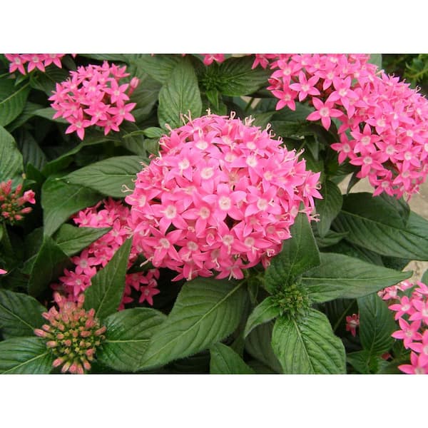 1.5 Gal. Penta Plant Red Flower in 8.25 in. Grower's Pot