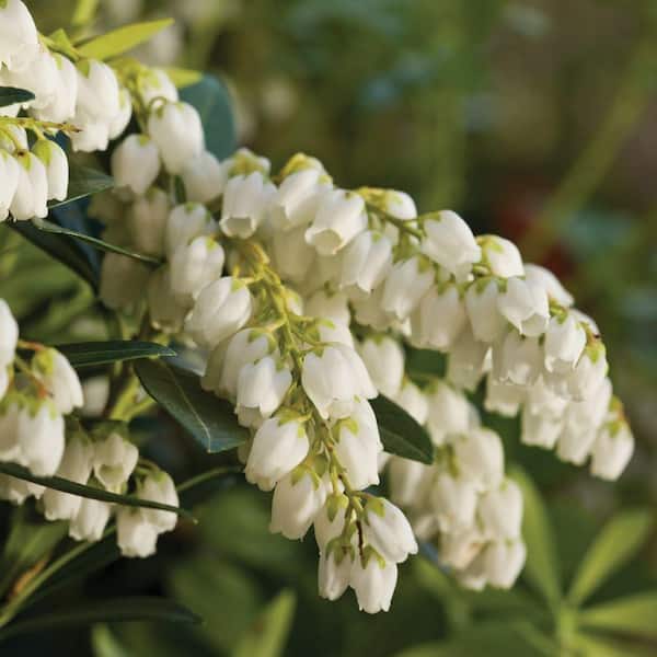 Southern Living Plant Collection 2.5 Qt. Mountain Snow Pieris, Evergreen Shrub, Clusters of Small Bell-shaped White Blooms