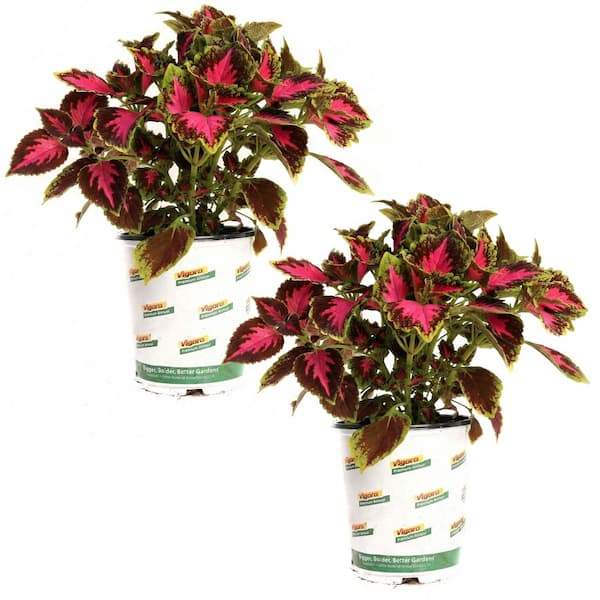 1 Qrt Sun Coleus Annual Plant Chocolate Covered Cherry (2-Pack)